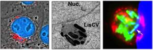 liscv site web best