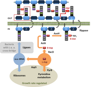 PyrB figure