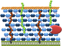 paroi