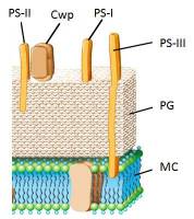 Structure PG