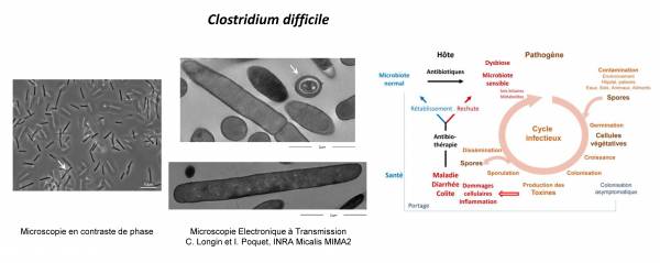 1812-1-Cd-LT TEM cycle-french copie