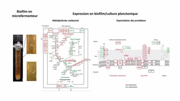 Présentation1