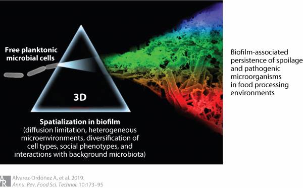 prism